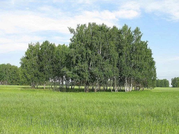 Участок , 575 сот.